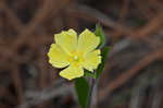 Carolina frostweed